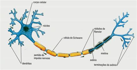 Tecido Nervoso Histologia Interativa