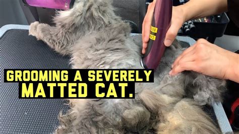 Severely Matted Cat Gets Groomed Viewers Discretion Advised Youtube