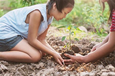 Niños Asiáticos Que Plantan El Pequeño árbol Con El Mater En Suelo