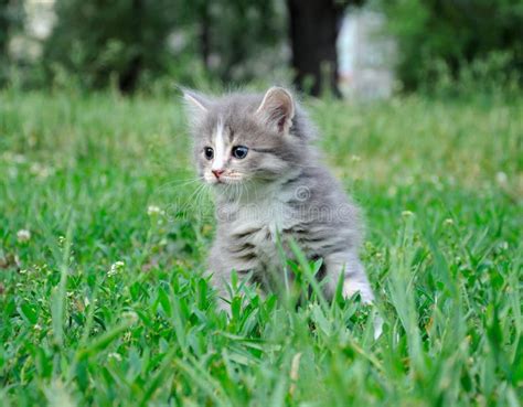 Little Fluffy Kittens Playing Stock Photo - Image of kitten, carnivore ...