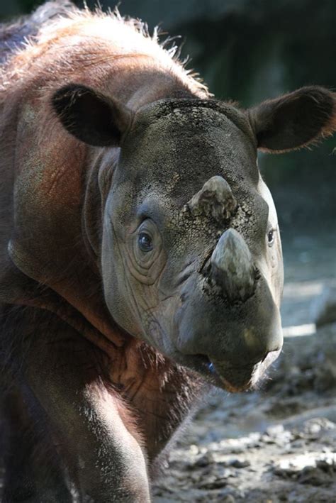Sumatran Rhino Goes Extinct In Malaysia Leaving Fewer Than 100 Left In