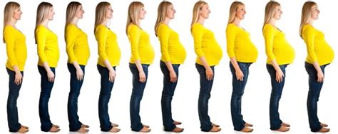 Pregnancy Stages – Fetal Development Week by Week – I Fashion Styles