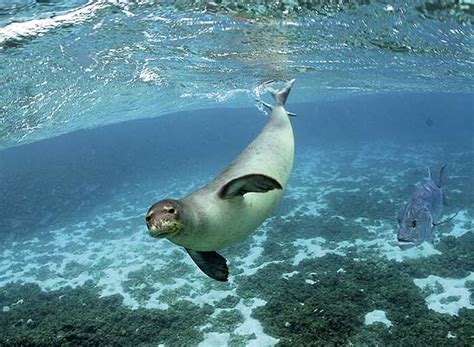 Foca Monje Del Caribe Extinta