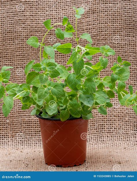 Potted Organic Oregano Plant With Roots In Fertilized Soil Isolated On