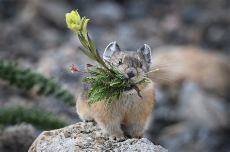 Pika with Flowers, Colorado | Kristi Odom Photo