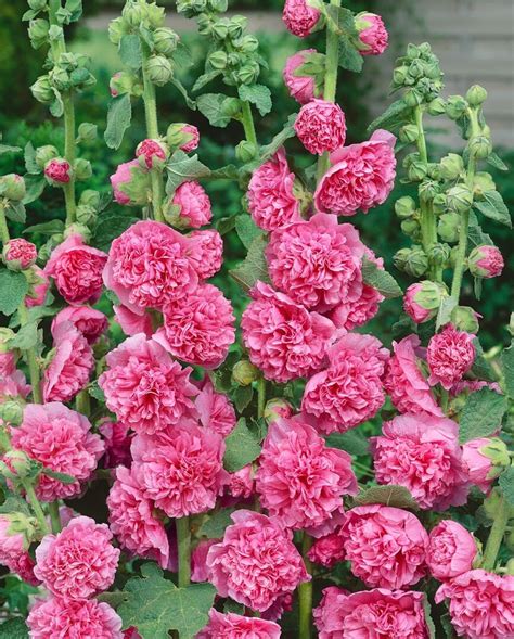 Alcea rosea Pleniflora Gefüllte Stockrose Rosa