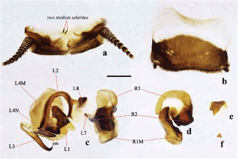 Polyphaga Plancyi Male A Supra Anal Plate Ventral B Subgenital Download Scientific