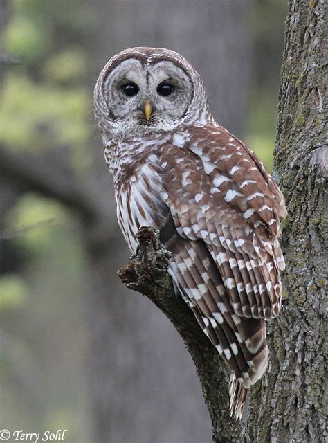 Barred Owl Strix Varia Photo Of The Week May 7th 2017