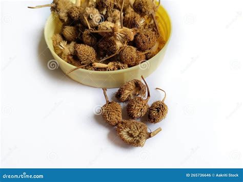 Sphaeranthus Indicus Indian Globe Thistle Gorakhmundi Stock Photo