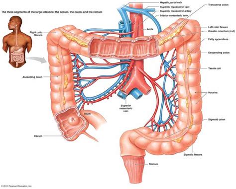 Anatomy Of Large And Small Intestine | MedicineBTG.com