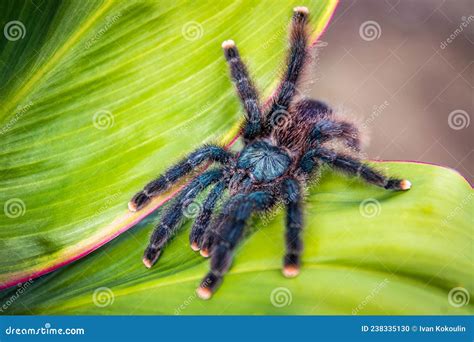 Cute Pink Toed Tarantula Spider Close Up In The Jungle Stock Photo