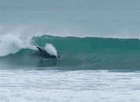 Killer Whale Surfs A Killer Wave Philly Blunt