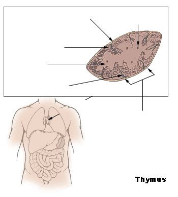 Thymus - Definition, Location, Function and Pictures