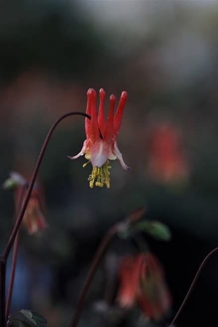 Aquilegia formosa - Devil Mountain Wholesale Nursery