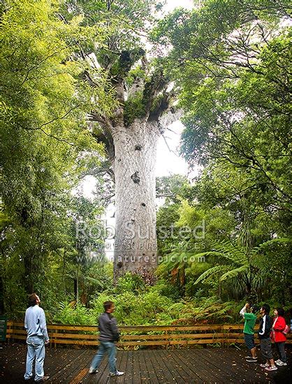 Tourists Visiting Tane Mahuta Largest Kauri Tree In World 50m High