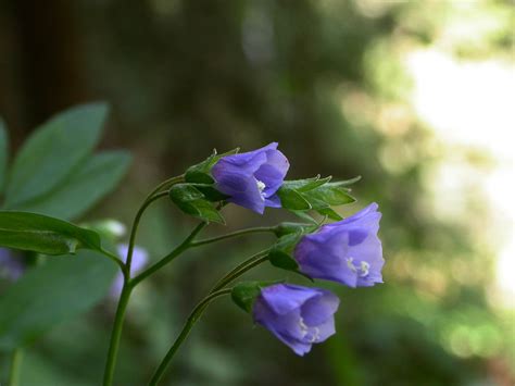 Polemonium Reptans Polemoniaceae Image 14639 At PhytoImages Siu Edu