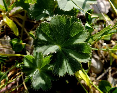 Alchemilla Flabellata Rosaceae Image At Phytoimages Siu Edu