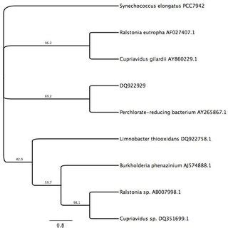 4 Neighbor Joining Consensus Tree Based On 0 3 Kb 16S RRNA Gene