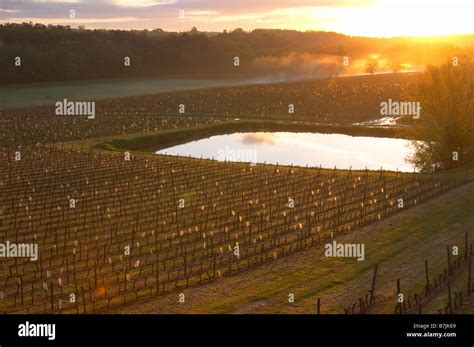 Vineyard Pond In Early Morning Mist Chateau Pey La Tour Bordeaux France