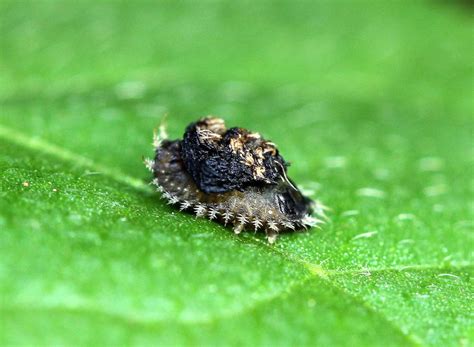Golden Beetles In Your Garden Laidback Gardener