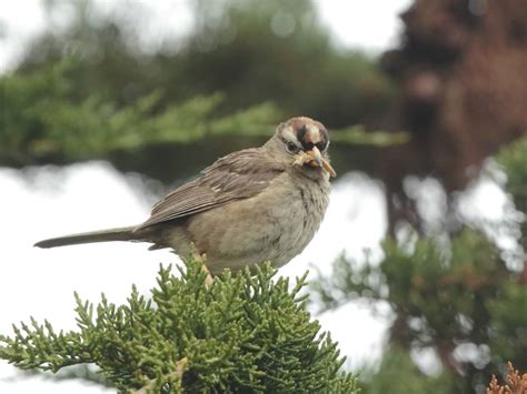 Birds Gallery Mount Diablo Bird Alliance