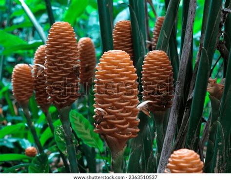 Zingiber Spectabile Flowers Beehive Ginger Tropical Stock Photo ...