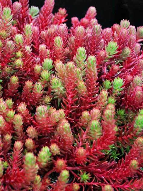 Red Sedum Ground Cover Plants