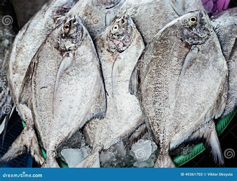 Pomfret Stock Image Image Of Bait Bream Fish Seafood 49361703