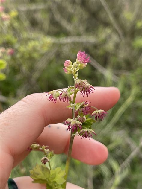 Fendler S Meadow Rue From La Mesa Ct Spring Valley Ca Us On March