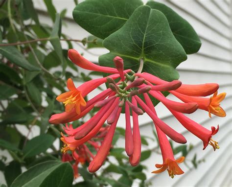 Lonicera Sempervirens Trumpet Or Coral Honeysuckle Master Gardeners