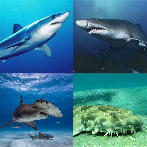 Some Of My Favorite Shark Species by Corbett316 on DeviantArt