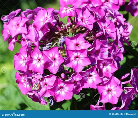 Pink Mountain Flowers At Cachoeira Da Fumaca Smoke Waterfall Vale Do