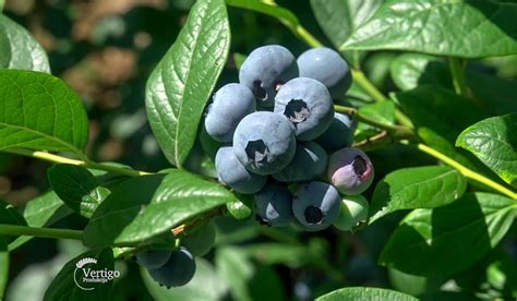 Proizvodnja Borovnice U Holandiji Agro Saveti