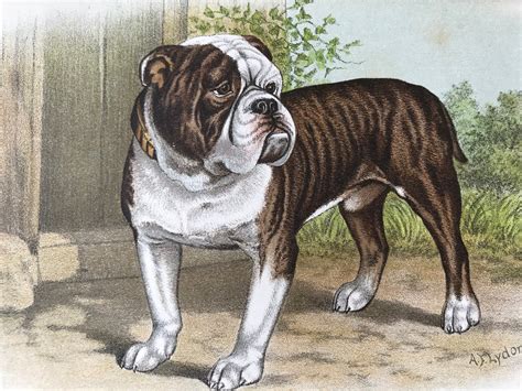 1889 Bulldog Original Antique Dog Print Animal Art Dog | Etsy