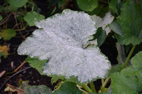 How To Get Rid Of Powdery Mildew On Your Lawn