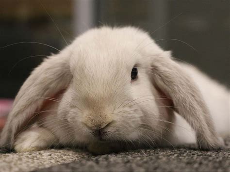 The Mini Lop Rabbit Breed Information Cost Facts Uk Pets