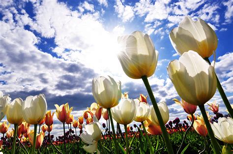 壁紙チューリップ空畑白花ダウンロード写真