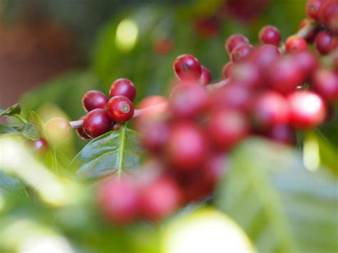 Do Coffee Plant Varieties Affect Flavor? – Crema Coffee Roasters