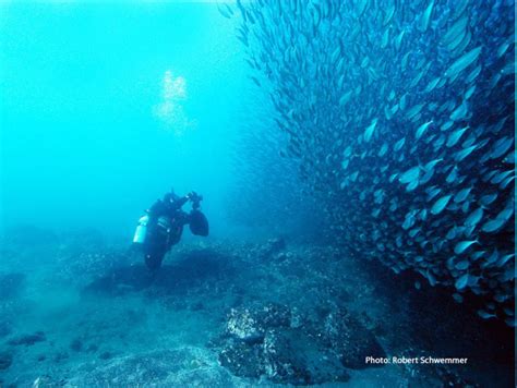 Channel Islands National Marine Sanctuary Visit Santa Barbara