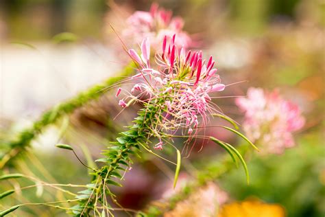 Close-up Photography of Flowers · Free Stock Photo