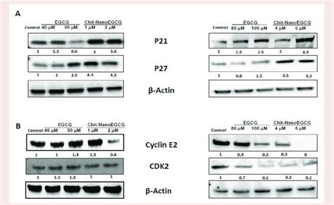 Comparative Effects Of Nonencapsulated Egcg And Chit Nanoegcg Treatment