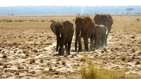 Sudáfrica presunto cazador muere pisoteado por elefantes DW 19 04 2021