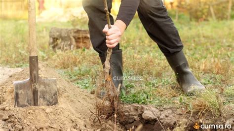 Plantarea Pomilor Fructiferi Toamna Cum Sa O Faci In Mod Corect Cumsa Ro