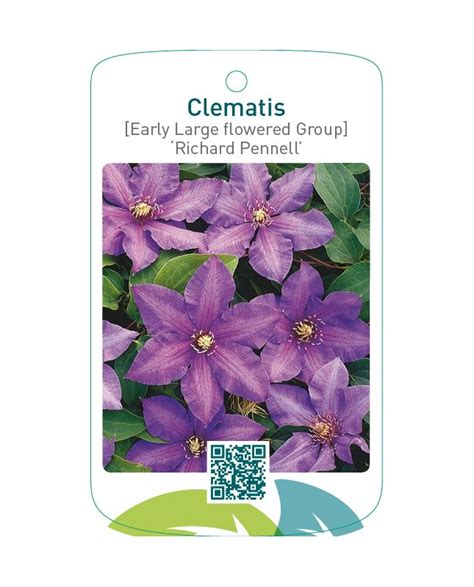 Etiquetas De Clematis Early Large Flowered Group Richard Pennell