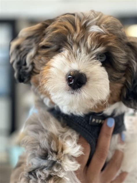 How To Teach Your Puppy To Use A Pee Pad at Joyce Haywood blog