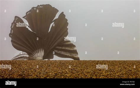 scallop shell stock photo alamy