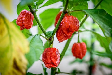 Pepper, Hot Trinidad Scorpion - Heirloom – Hometown Seeds