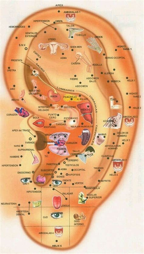 Mapa De Las Orejas Ear Reflexology Reflexology Hand Reflexology