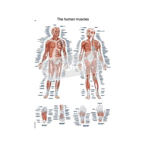 "The Human Muscles" - Anatomical Chart