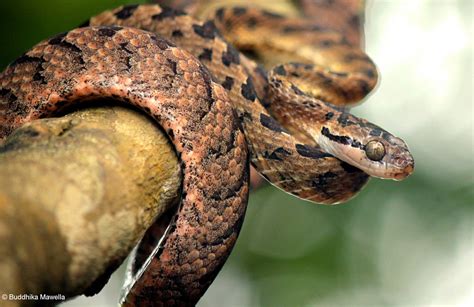 Lanka Nature Summary Sri Lanka Cat Snake Boiga Ceylonensis